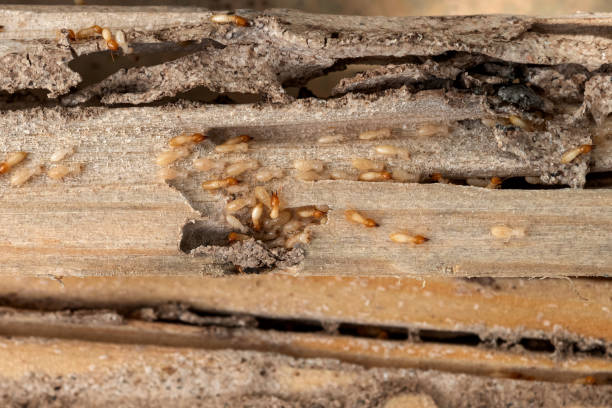 Reliable Crooked Lake Park, FL Pest Control Solutions